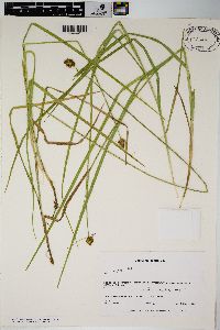 Carex harfordii image